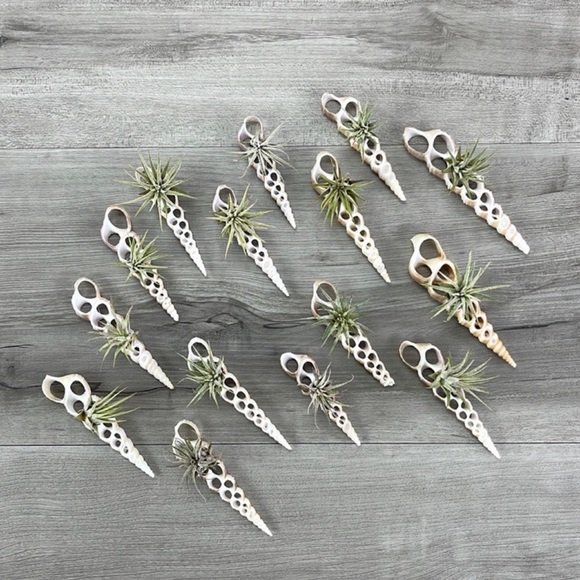 🔆AIR PLANT BUDDY🔆 WITH REAL SEA SHELL HAND MADE AND UNIQUE - Picture 8 of 9